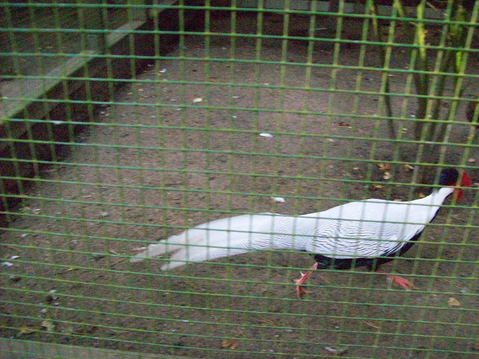 Frankenhof086.jpg