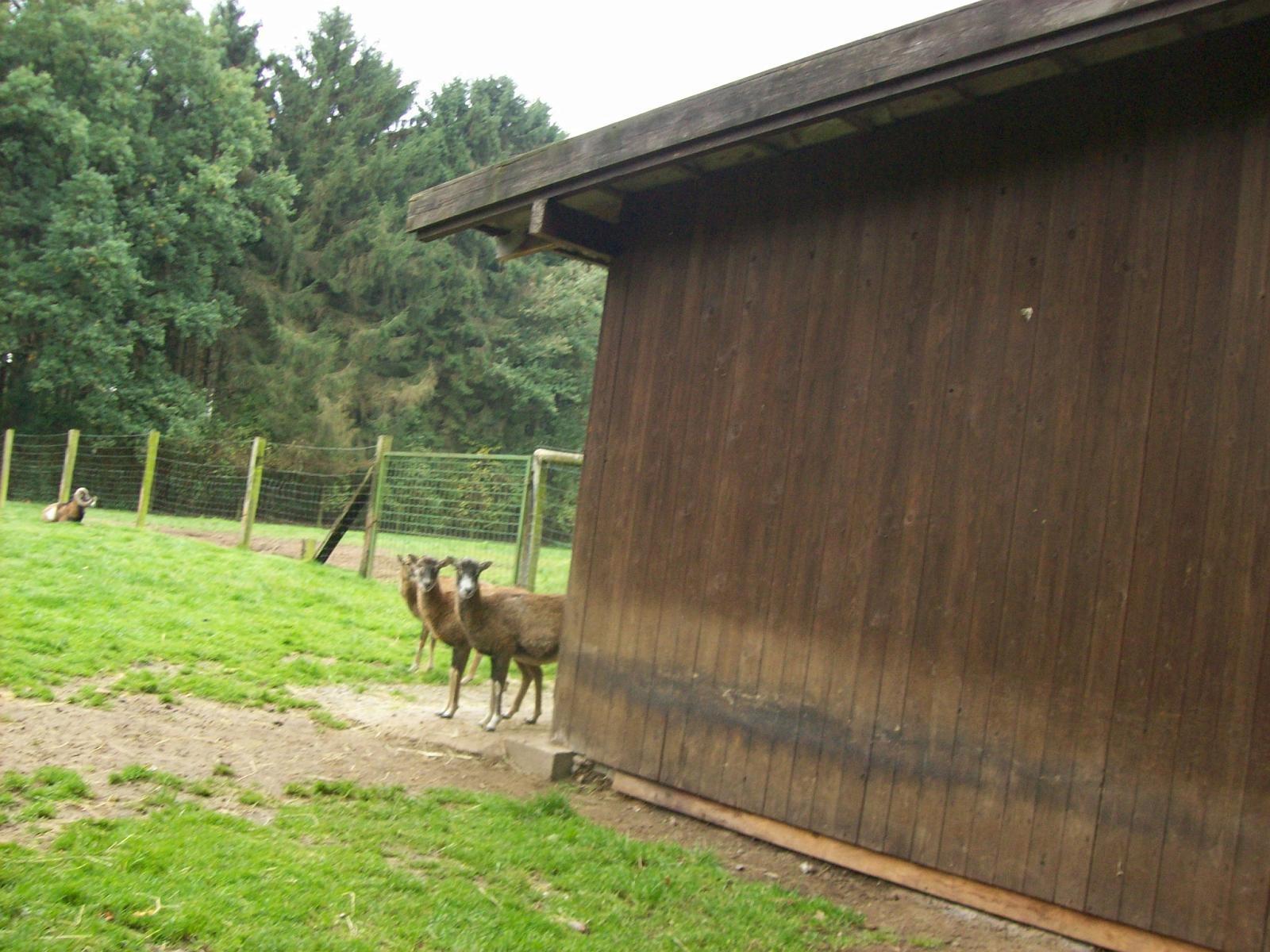 Frankenhof118.jpg