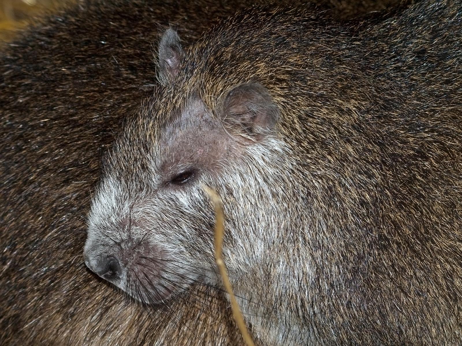 Tierpark_Rheine_25.jpg