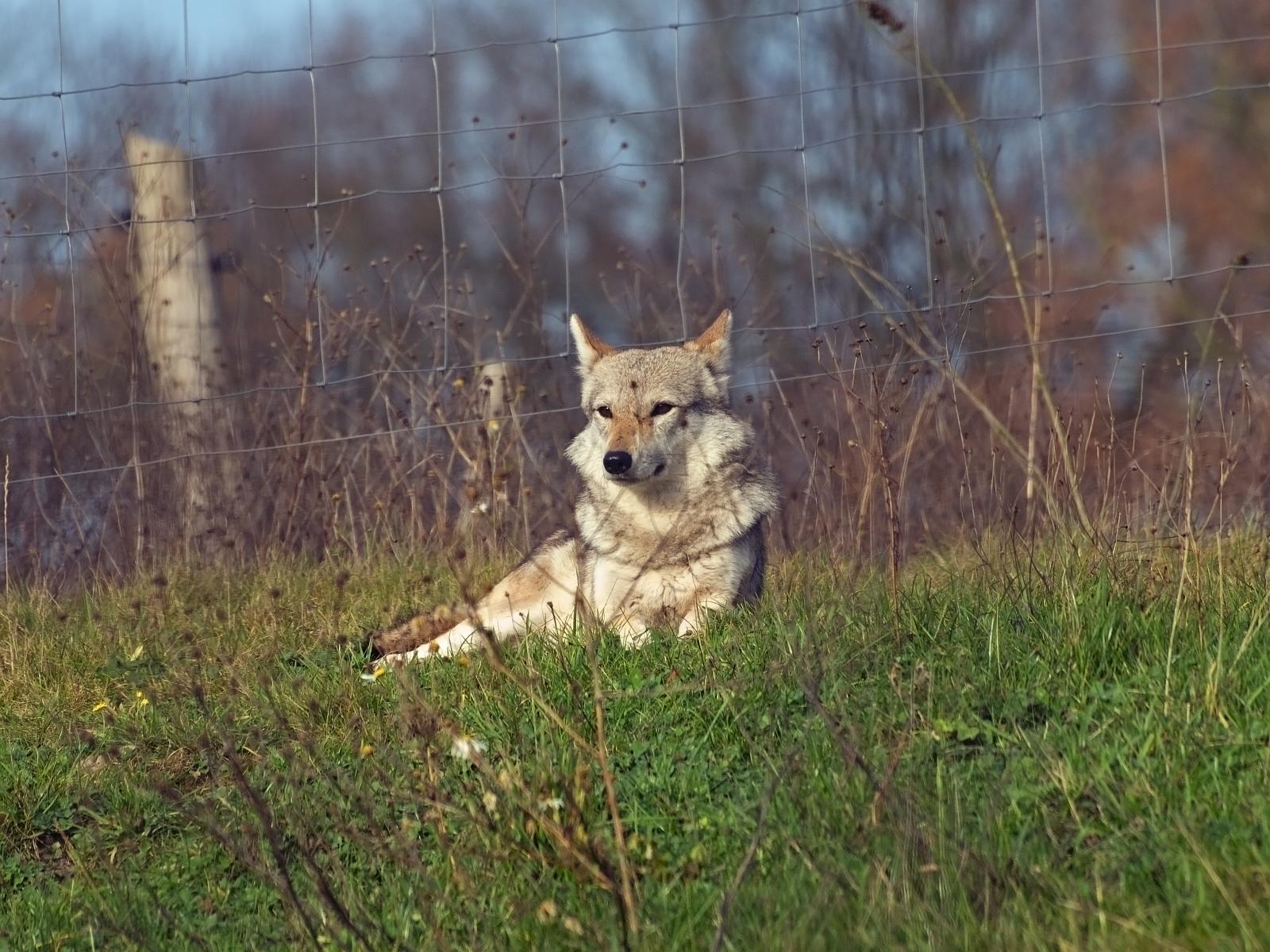 Tierpark_Rheine_52.jpg