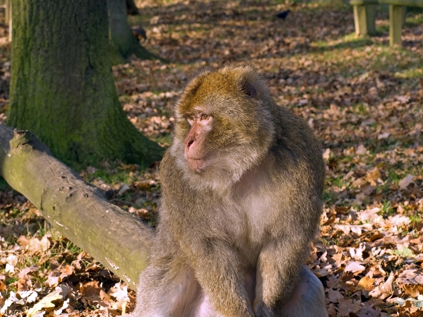 Tierpark_Rheine_63.jpg