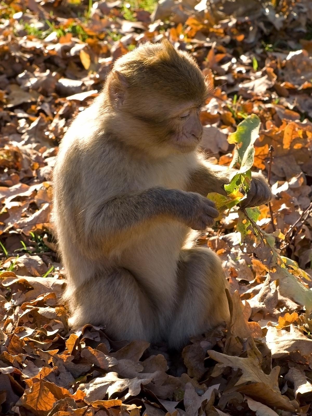 Tierpark_Rheine_65.jpg