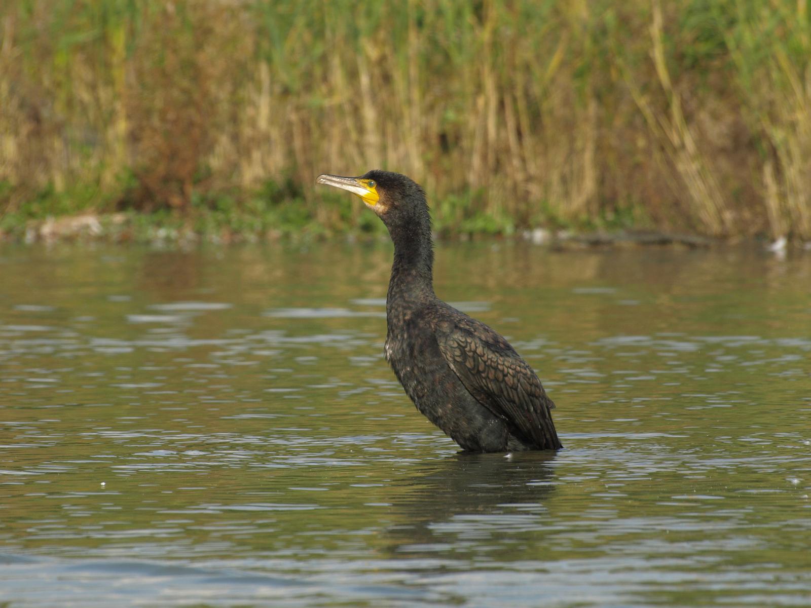 PA184387.jpg