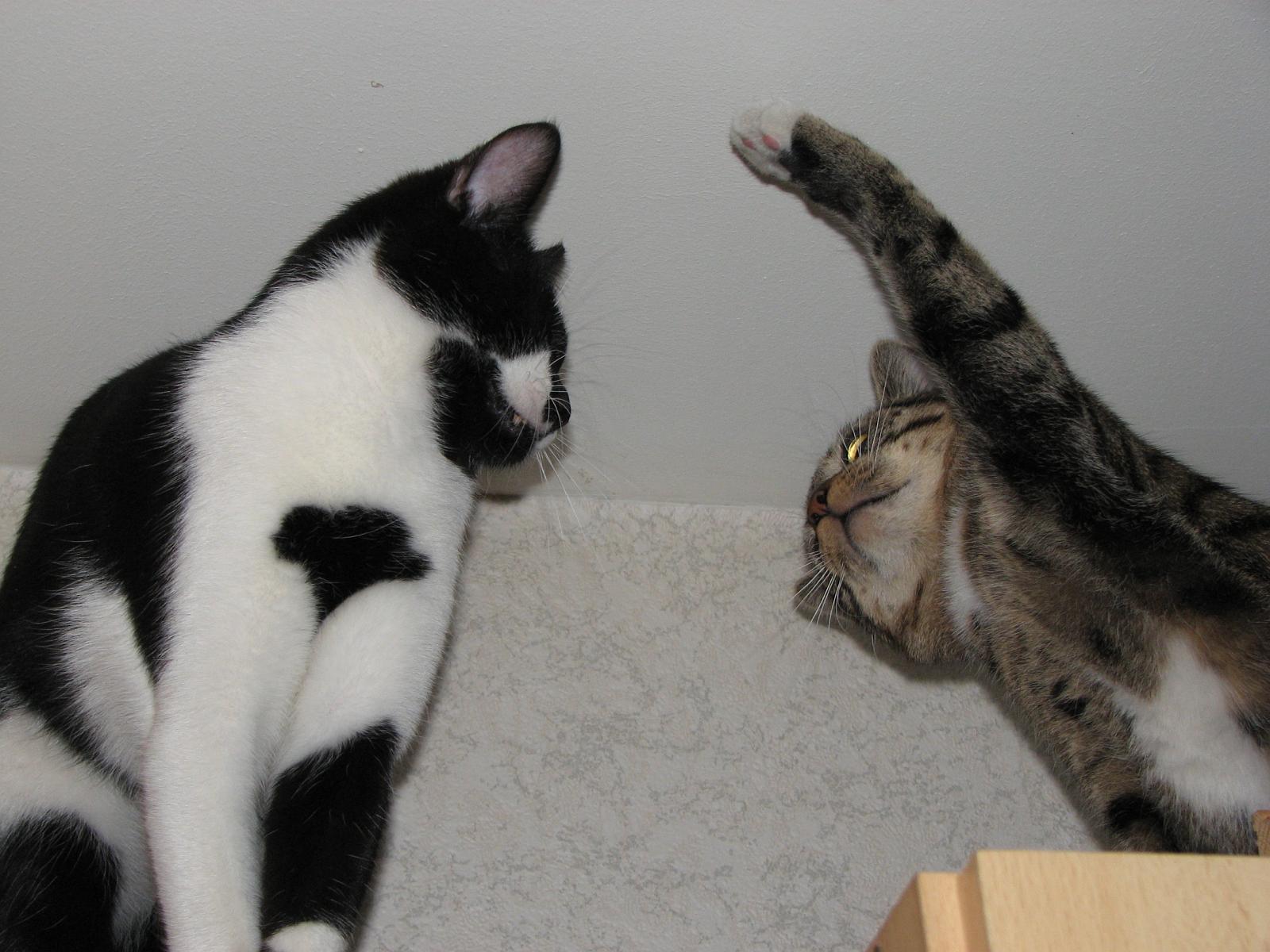 TomundJerry071.JPG